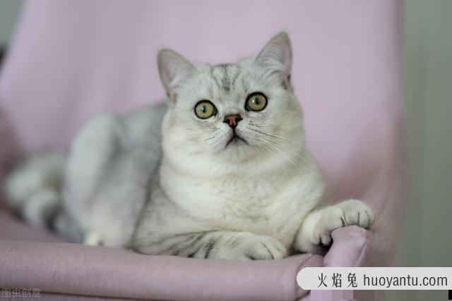 猫条是什么东西(猫条是什么样子的)