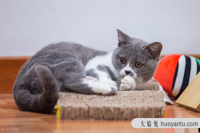 猫条是什么东西(猫条是什么样子的)