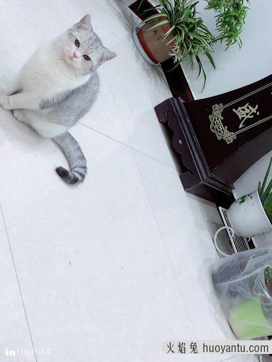 银渐层配蓝猫算串吗(银渐层配蓝猫算什么品种)