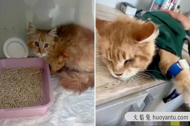 猫吃过的东西人还能吃吗(猫吃过的东西人吃了会怎么样)