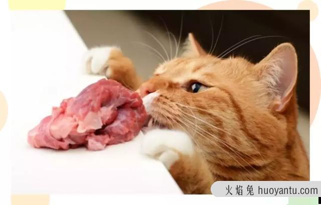 猫咪除口臭的简单方法(猫咪口臭如何在家治)