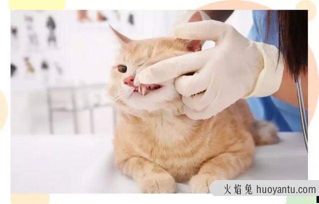 猫咪除口臭的简单方法(猫咪口臭如何在家治)