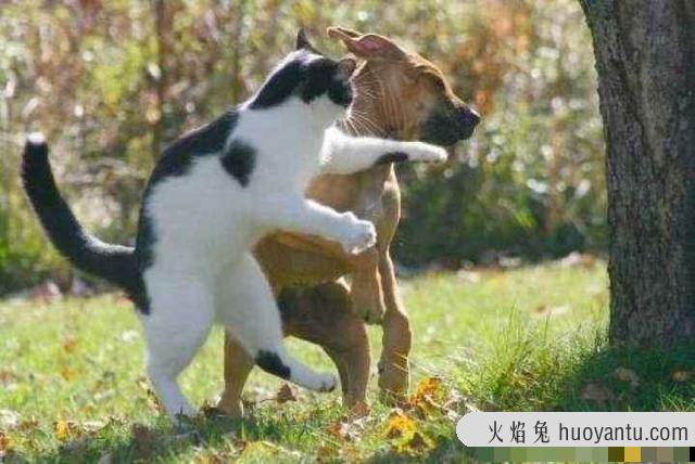 猫携带狂犬病毒能活多久(猫携带狂犬病毒的潜伏期是多久)