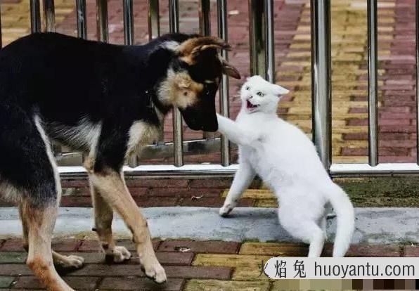 猫携带狂犬病毒能活多久(猫携带狂犬病毒的潜伏期是多久)