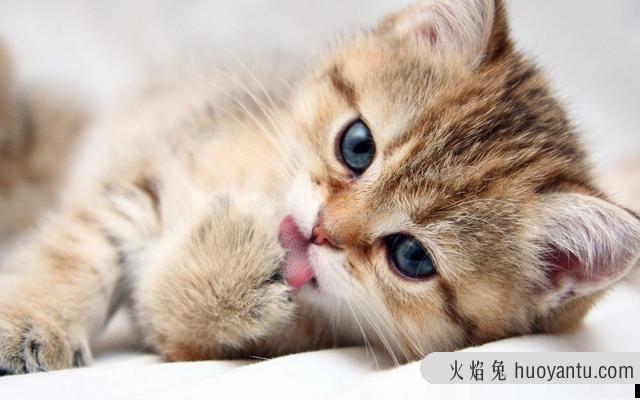 猫贫血吃什么补血最快(猫贫血吃什么维生素)