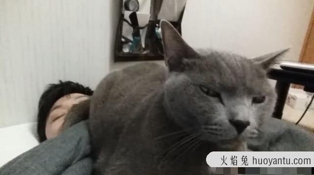 猫为什么用屁股对着人(为何猫咪喜欢用屁股对着主人)