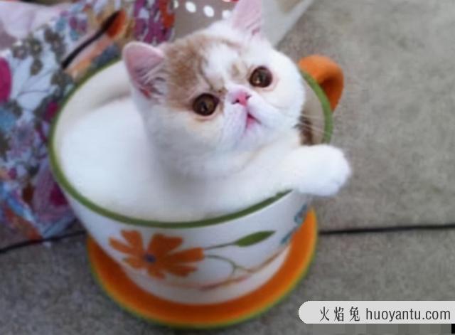 茶杯猫小猫多少钱一只(茶杯猫小猫贵吗)