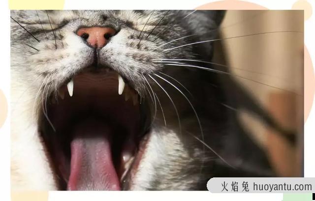 猫咪除口臭的简单方法(猫咪口臭如何在家治)