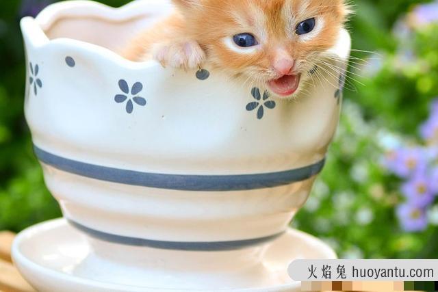 茶杯猫小猫多少钱一只(茶杯猫小猫贵吗)