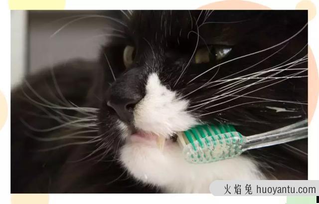 猫咪除口臭的简单方法(猫咪口臭如何在家治)