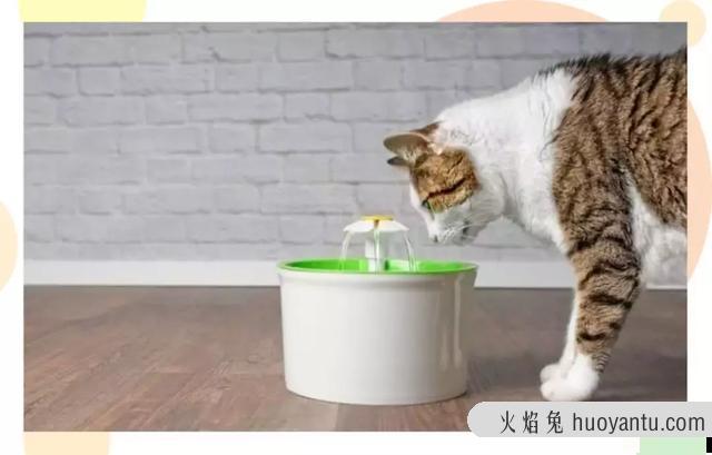 猫咪除口臭的简单方法(猫咪口臭如何在家治)