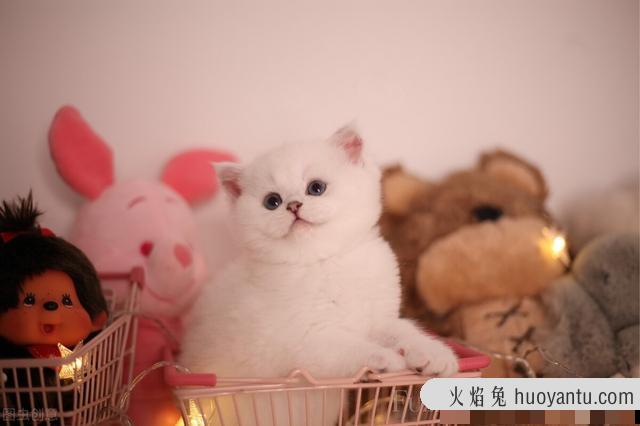 怎么分辨金渐层猫品相(金渐层猫品相怎么看)