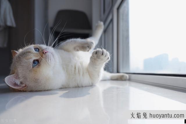 怎么分辨金渐层猫品相(金渐层猫品相怎么看)