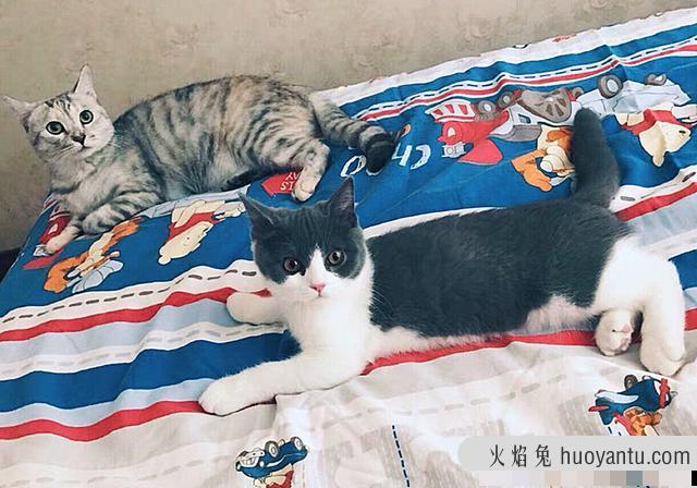 猫咪为什么不能吃生肉(猫咪不能吃生肉吗)