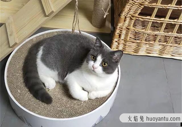 猫咪为什么不能吃生肉(猫咪不能吃生肉吗)