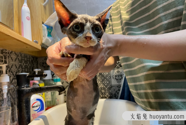 如何训练德文卷毛猫(怎么训练德文卷毛猫)