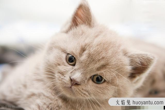 宠物猫空运之前注意些什么(猫空运之后要注意什么)