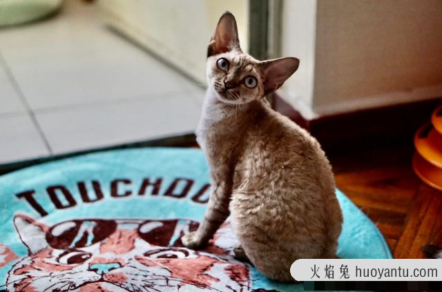 如何训练德文卷毛猫(怎么训练德文卷毛猫)