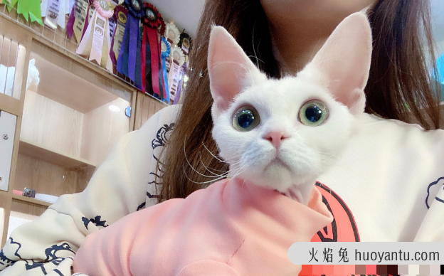 如何训练德文卷毛猫(怎么训练德文卷毛猫)