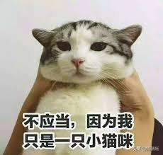 怎么样让宠物猫听话不咬人(怎么才能让猫听话不咬人)