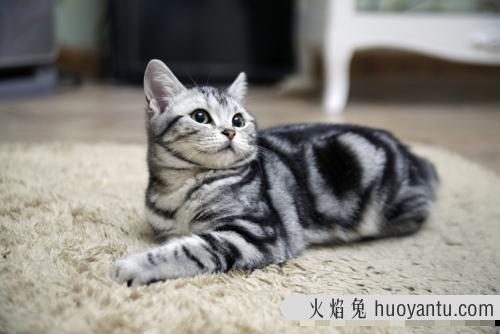 折耳的猫一定是折耳猫吗(折耳的猫一定是折耳吗)