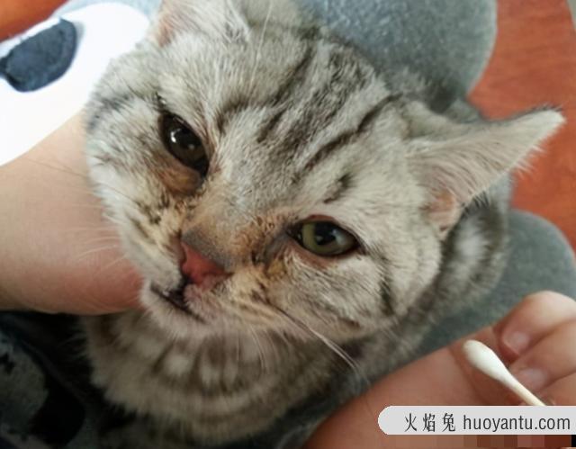 猫咪能吃剩饭吗(猫咪可以吃剩饭吗)