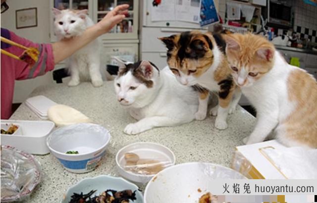 猫咪能吃剩饭吗(猫咪可以吃剩饭吗)