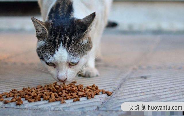 猫咪可以吃剩饭剩菜吗(猫咪能不能吃剩菜剩饭)