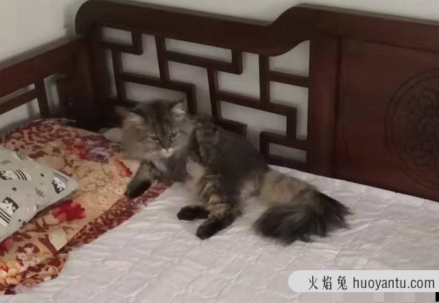 缅因猫拉肚子怎么办(缅因猫拉肚子怎么治疗)