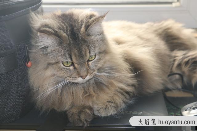 缅因猫拉肚子怎么办(缅因猫拉肚子怎么治疗)