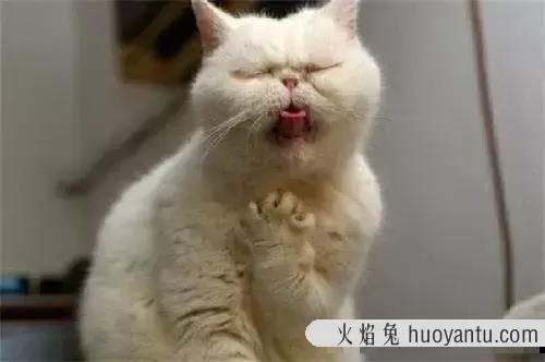 猫咪喝水多少算正常(猫咪正常喝水量是多少)