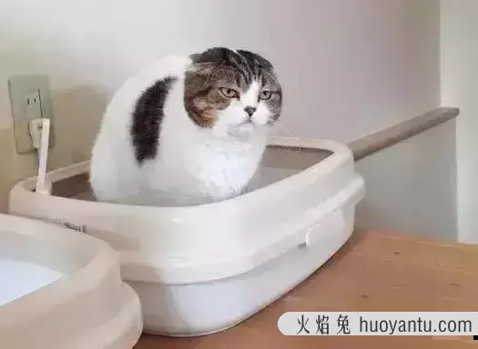 猫咪喝水多少算正常(猫咪正常喝水量是多少)