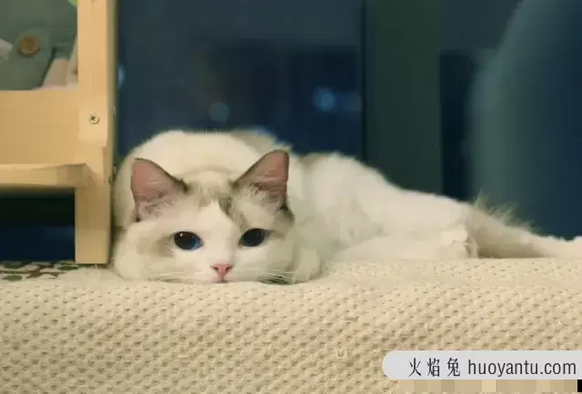 猫咪喝水多少算正常(猫咪正常喝水量是多少)