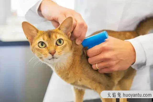 猫咪喝水多少算正常(猫咪正常喝水量是多少)