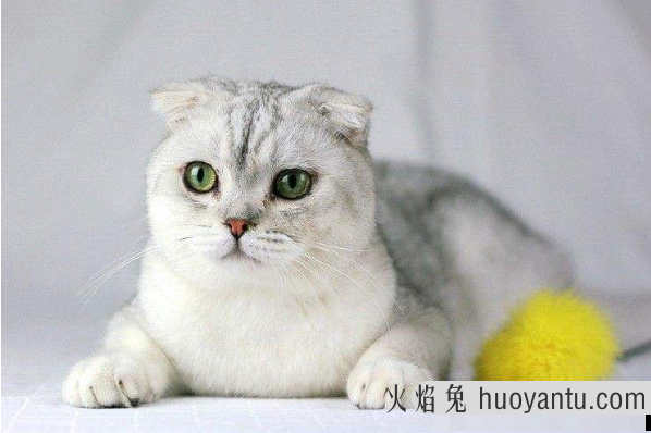 苏格兰折耳猫饲养方法(苏格兰折耳猫如何饲养)