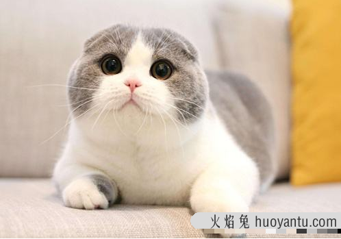 苏格兰折耳猫饲养方法(苏格兰折耳猫如何饲养)