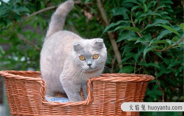 苏格兰折耳猫饲养方法(苏格兰折耳猫如何饲养)