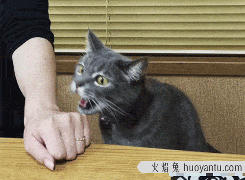 怎么样让宠物猫听话不咬人(怎么才能让猫听话不咬人)