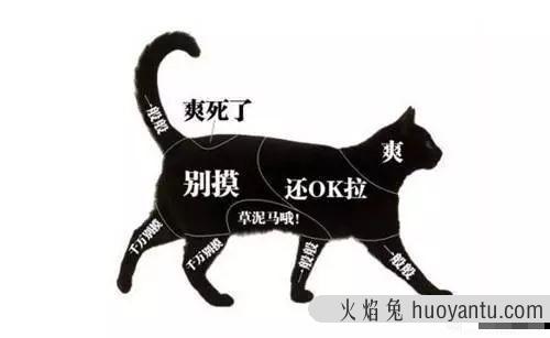 怎么样让宠物猫听话不咬人(怎么才能让猫听话不咬人)