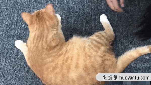 怎么样让宠物猫听话不咬人(怎么才能让猫听话不咬人)