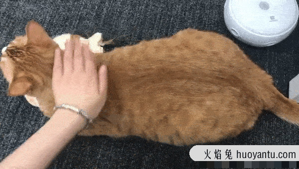 怎么样让宠物猫听话不咬人(怎么才能让猫听话不咬人)