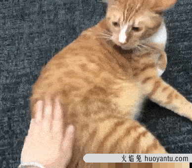 怎么样让宠物猫听话不咬人(怎么才能让猫听话不咬人)