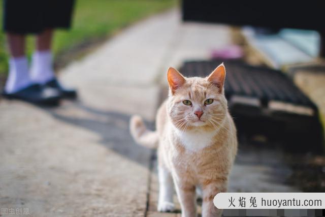 猫打疫苗是打哪个部位(猫猫打疫苗打什么部位)