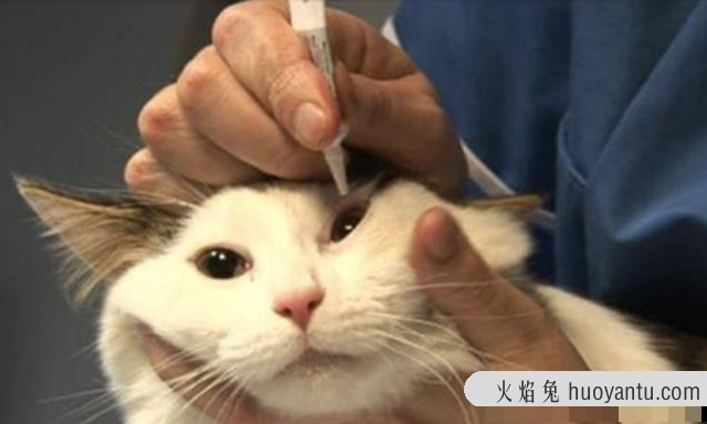 猫咪一直流眼泪怎么治疗(猫咪一直流眼泪怎么处理)