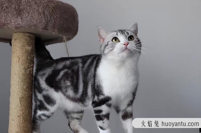 怎么看是不是纯种虎斑猫(纯虎斑猫怎么辨别)