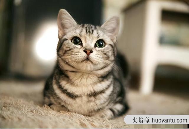 怎么看是不是纯种虎斑猫(纯虎斑猫怎么辨别)