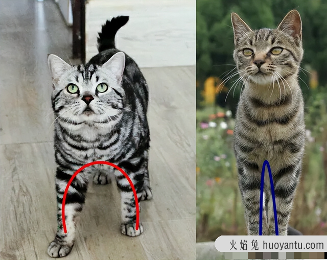 怎么看是不是纯种虎斑猫(纯虎斑猫怎么辨别)