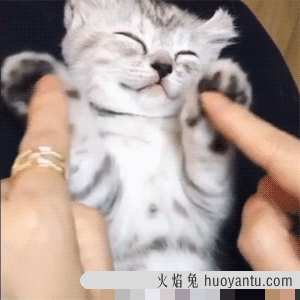 怎么看是不是纯种虎斑猫(纯虎斑猫怎么辨别)