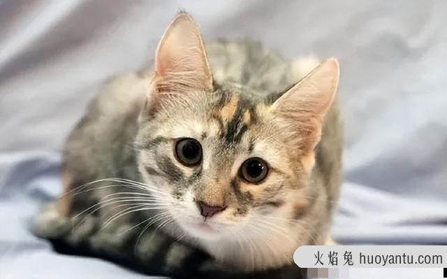 猫总是打喷嚏怎么回事(猫一直打喷嚏是咋回事)