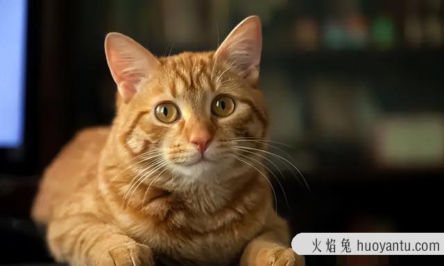 猫总是打喷嚏怎么回事(猫一直打喷嚏是咋回事)